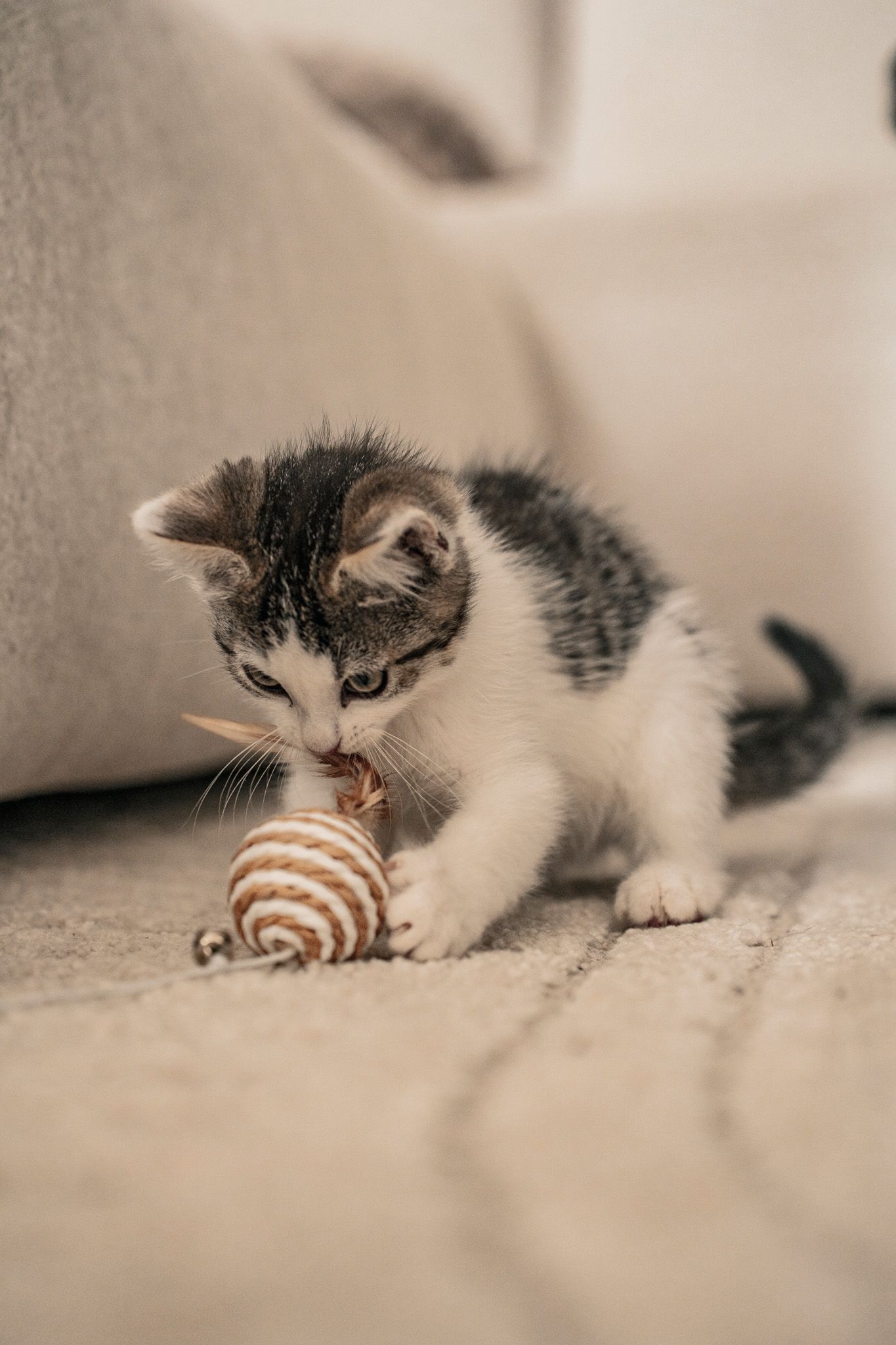 Gray and white cat playing with striped toy on carpet.