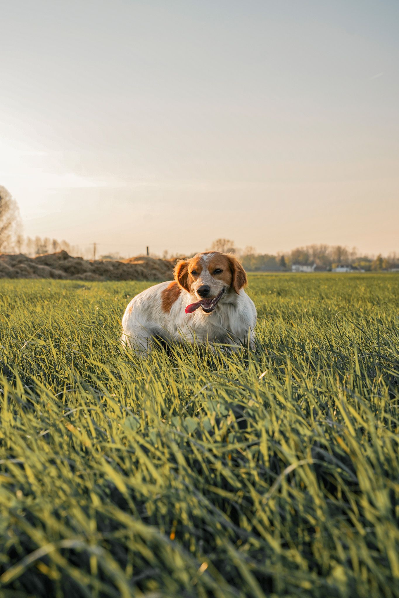 A beagle lies peacefully in tall green grass during golden hour in an open field.