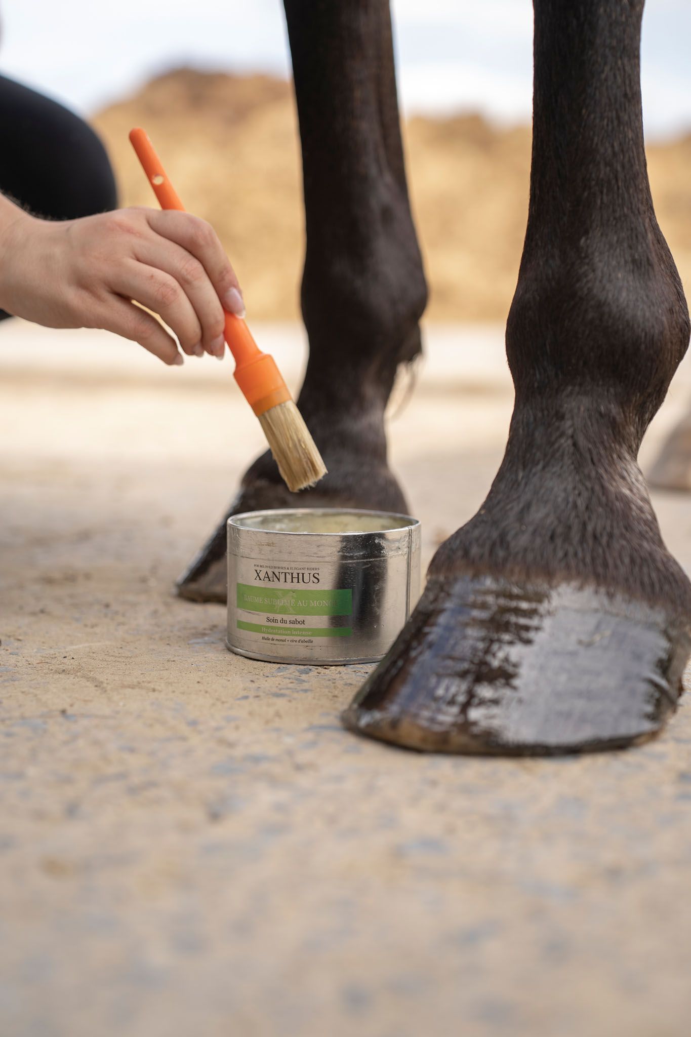 Close-up of horse hooves being treated with hoof care products.