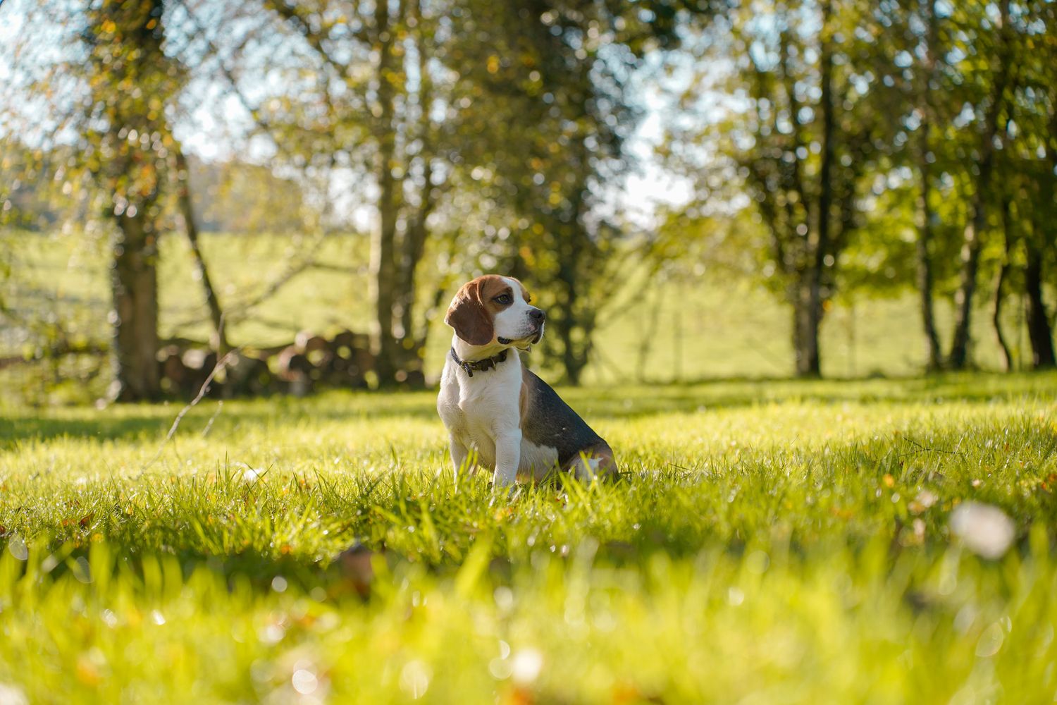 Dogs enjoying a sunny day in a grassy field with trees dotting the landscape.