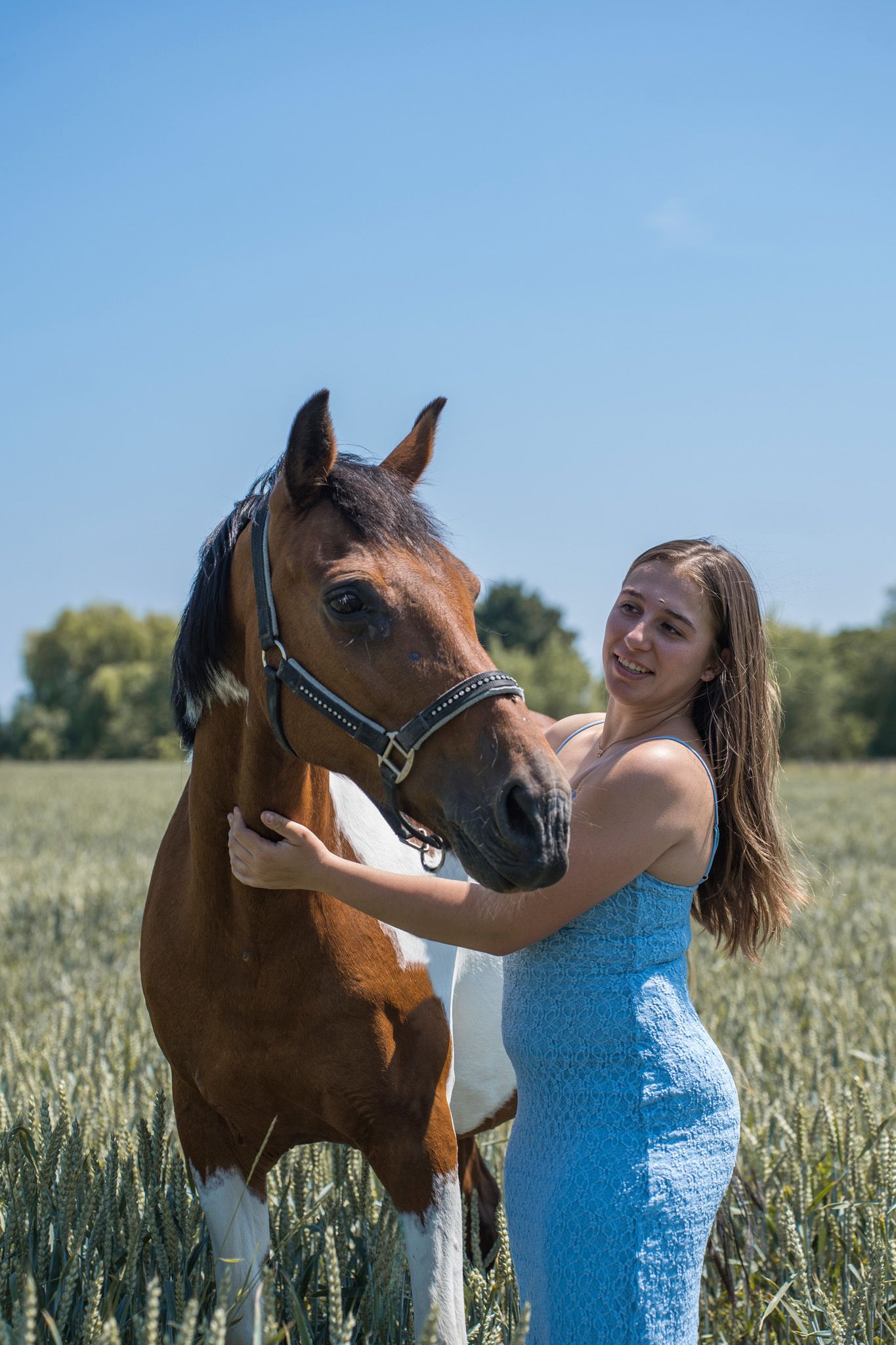 A brown horse receives gentle pets while standing in a sunny wheat field.