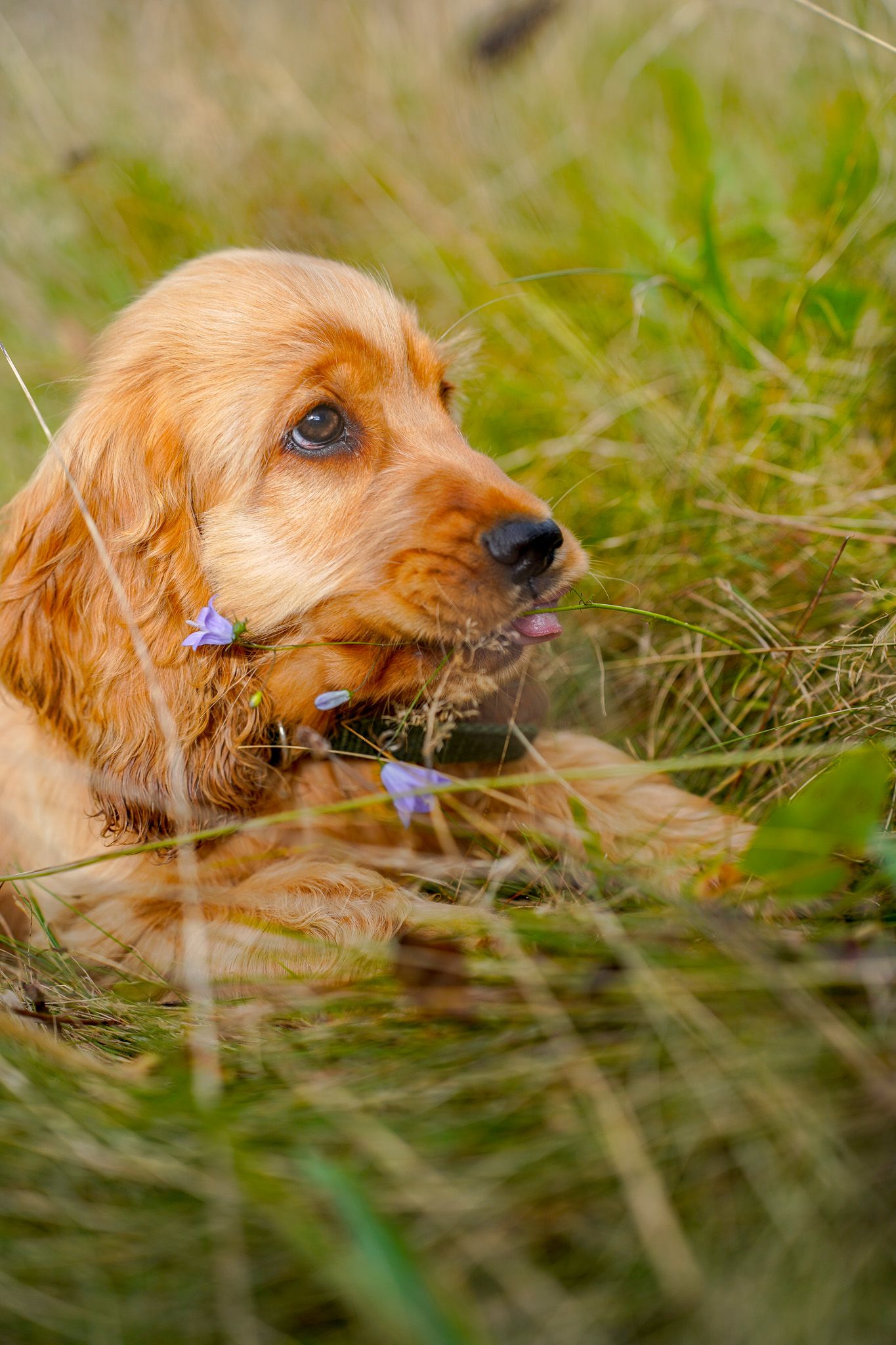 Close-up of a golden cocker spaniel sniffing purple flowers in long grass.