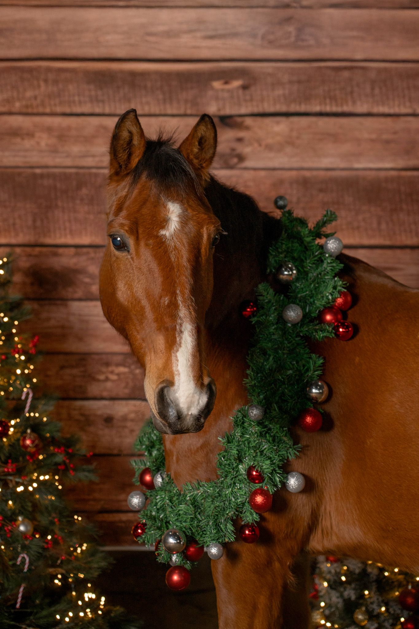 A chestnut horse wearing a festive Christmas wreath around its neck against a rustic wooden wall background.