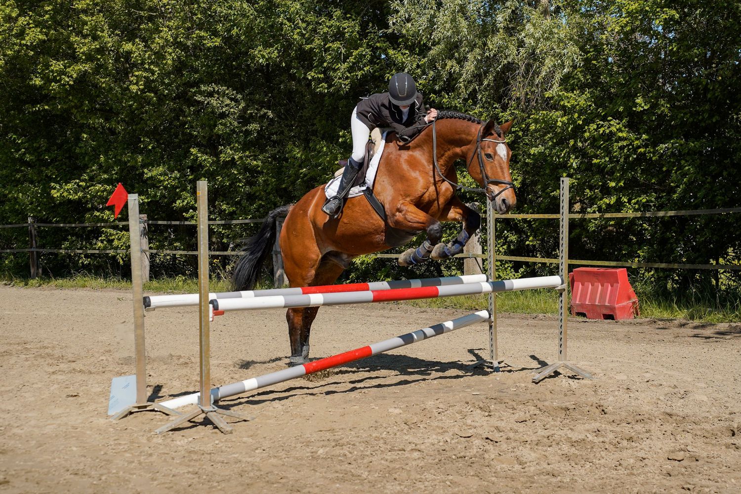 A bay horse and rider in show jumping competition, leaping over a red and white striped rail fence outdoors.