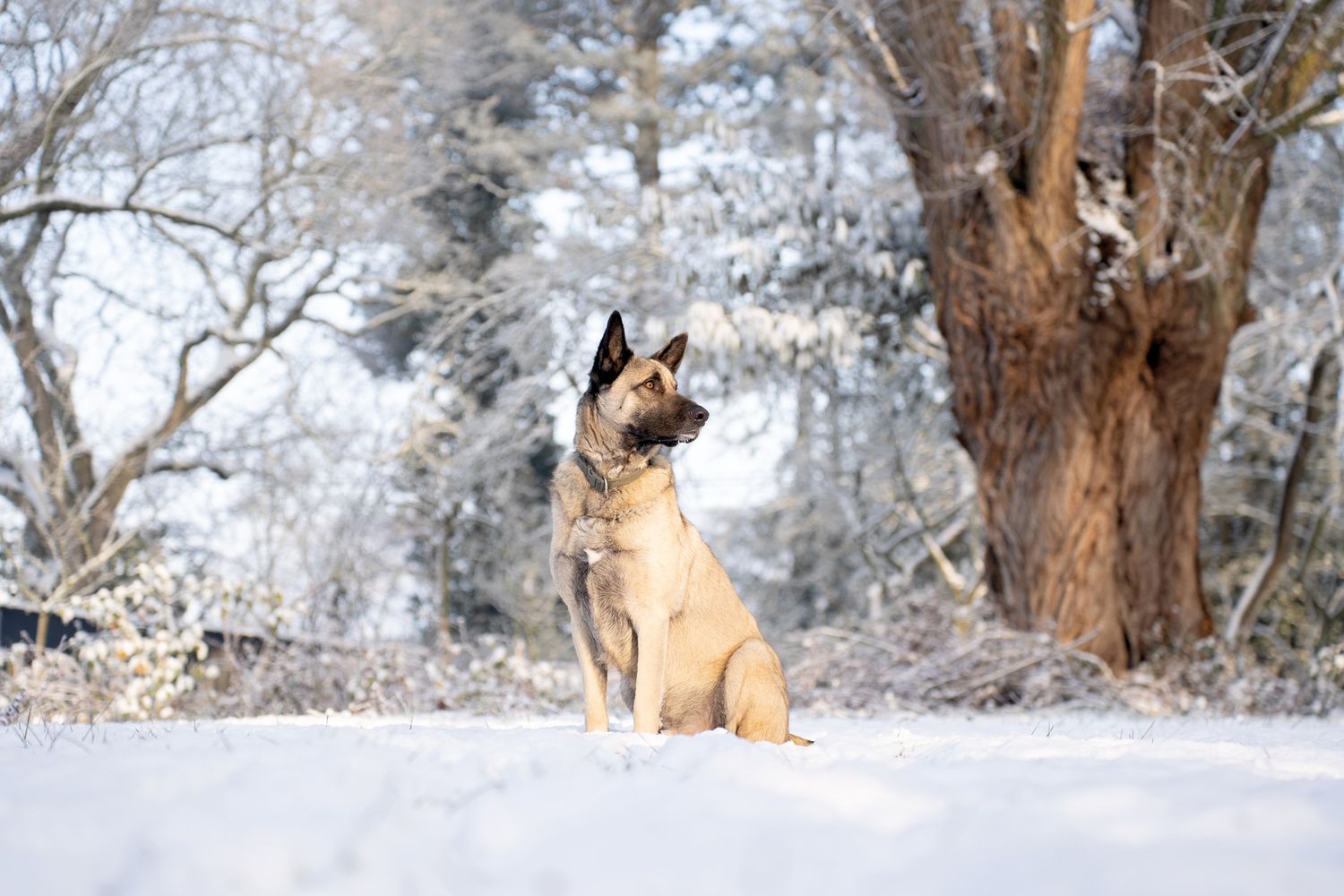 A majestic German Shepherd sits alertly in the snow, surrounded by winter trees and white landscape.