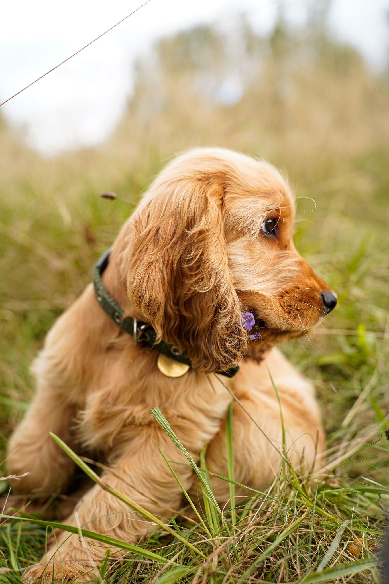 Golden cocker spaniel puppy lying in tall grass wearing a collar with tags.