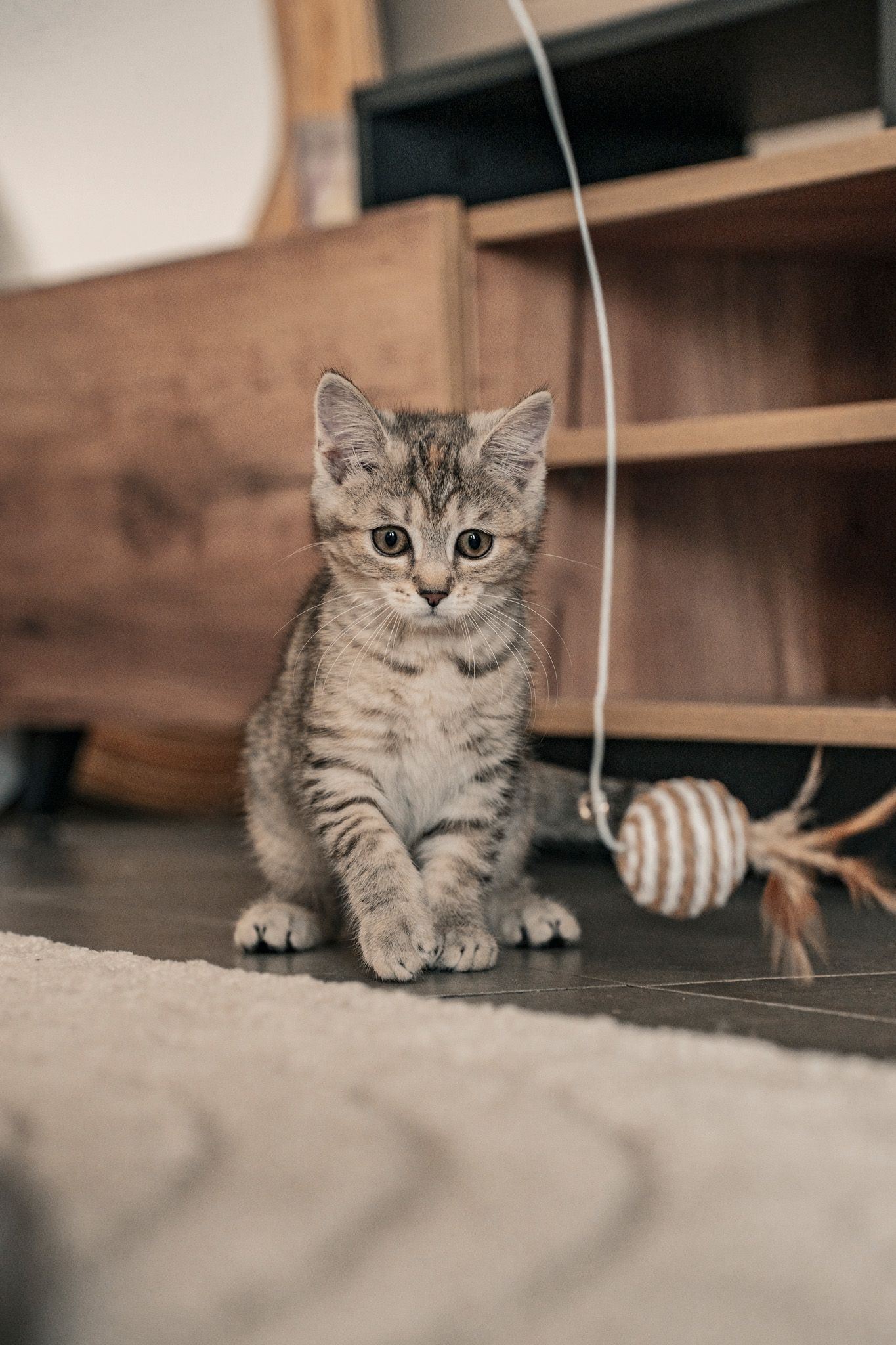 Gray tabby kitten playing with hanging toy under wooden furniture.