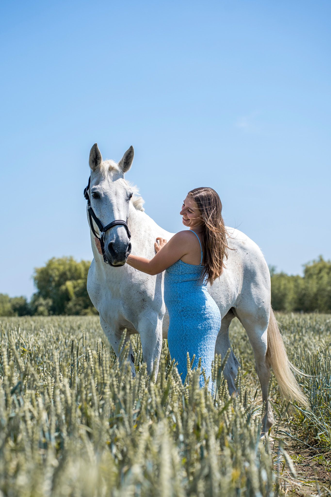 A white horse stands in a summer field while being photographed in warm sunlight.