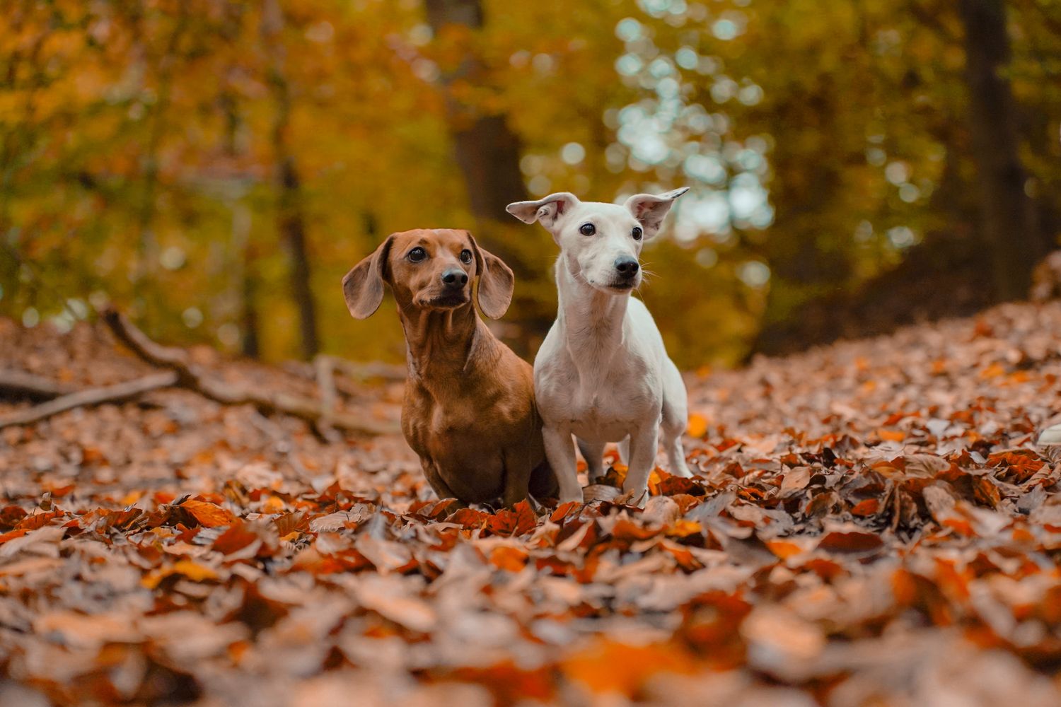 Two dogs explore together among fallen autumn leaves in a forest setting.