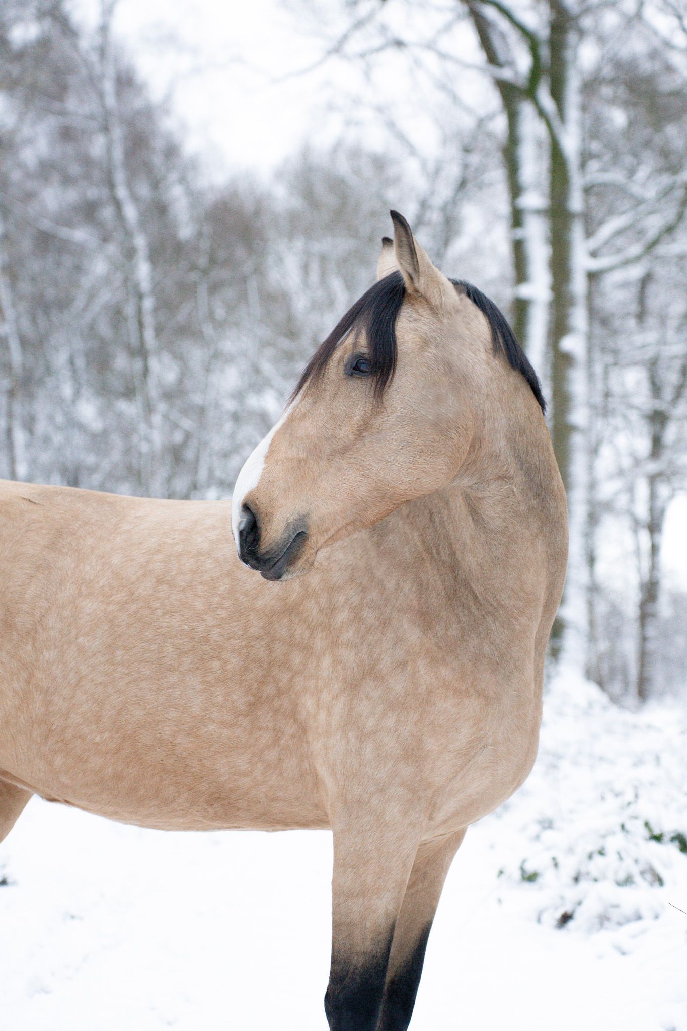 Close-up profile shots of a palomino horse in a snowy winter forest.