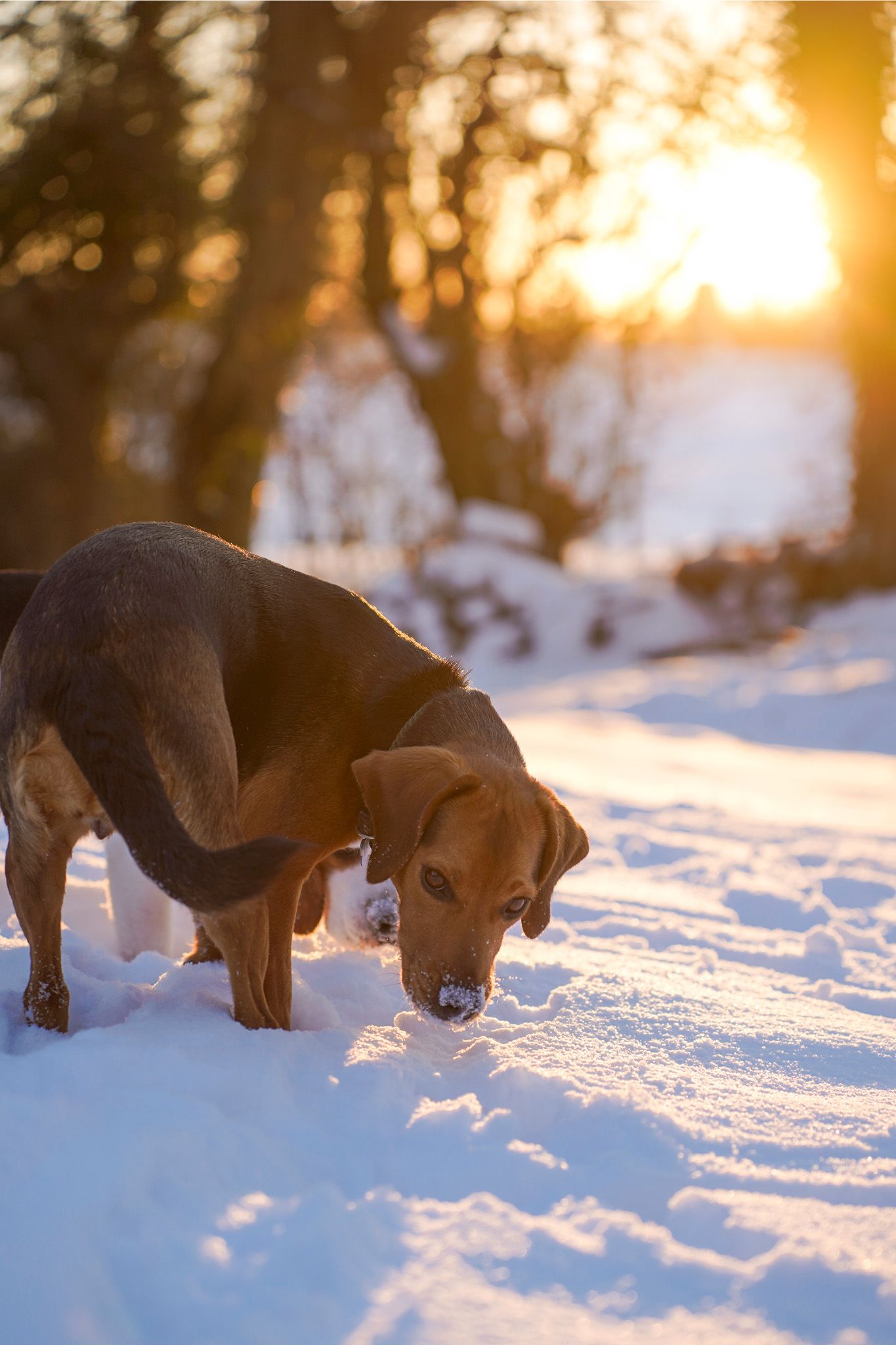 Dogs sniffing in deep snow during golden sunset in winter forest.