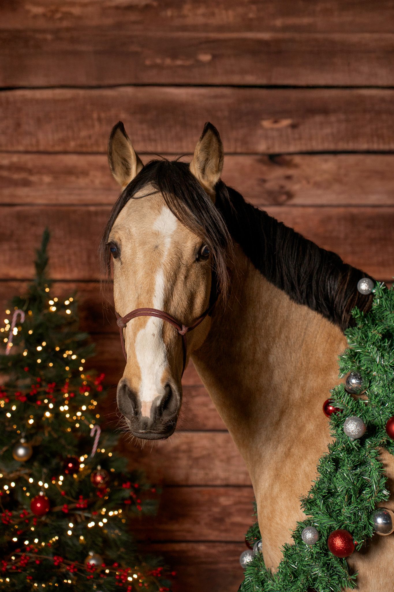 Portrait of horse with Christmas decorations against rustic wooden background.