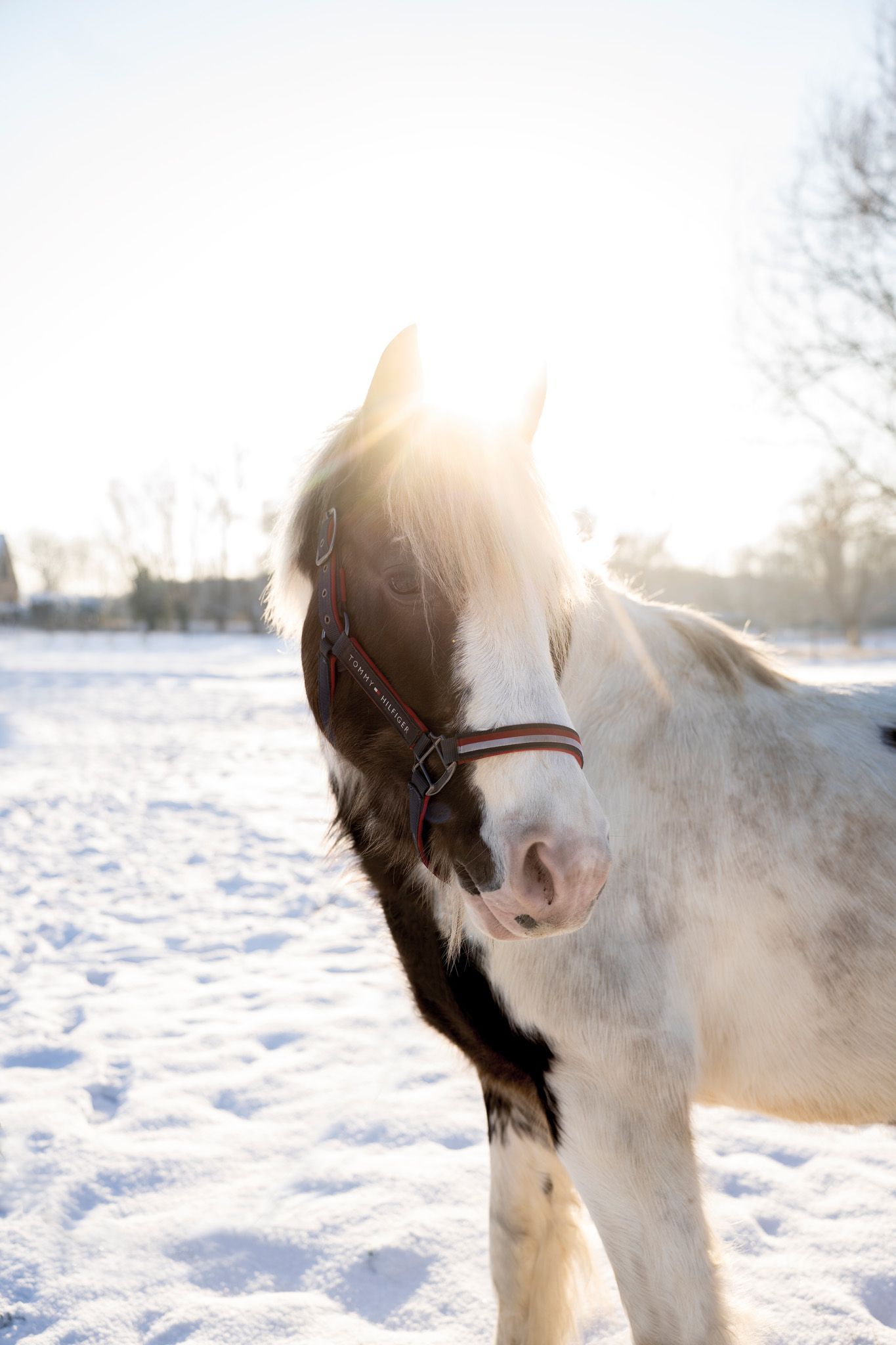 Close-up shots of a white horse's profile in bright winter sunlight with snow in the background.