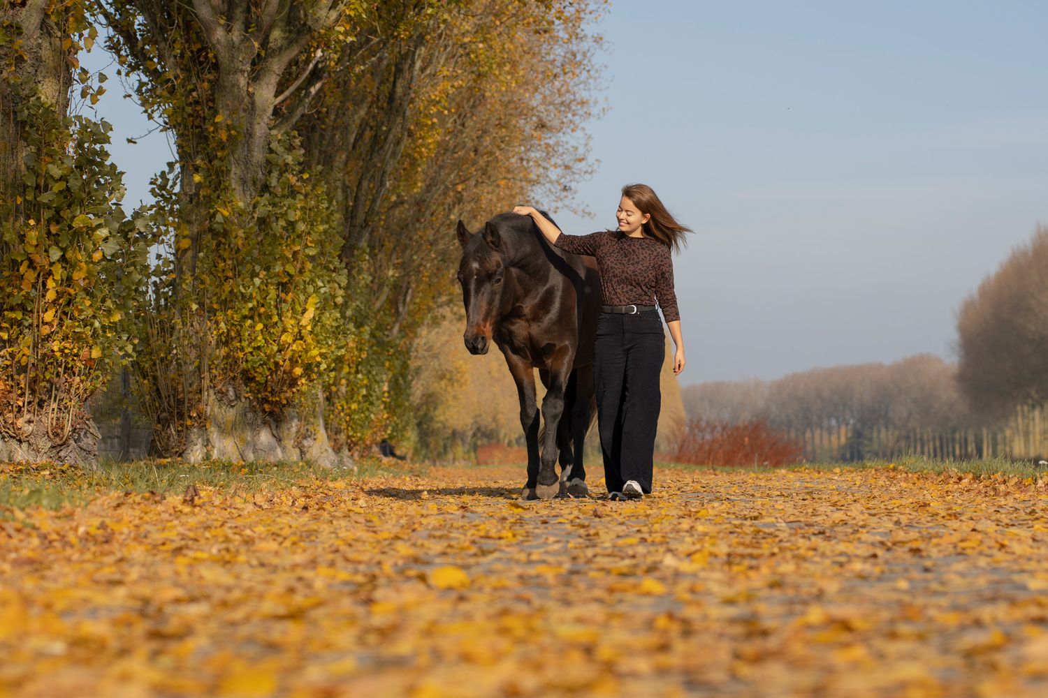 Dark horse and companion walking along tree-lined path covered in fallen autumn leaves.