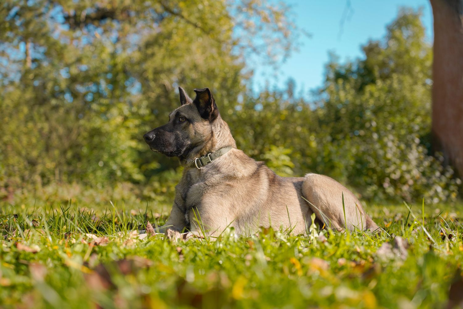 Two dogs play together in a sunny meadow with green grass and trees in the background.