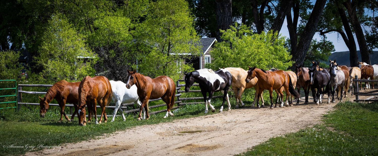 Horses