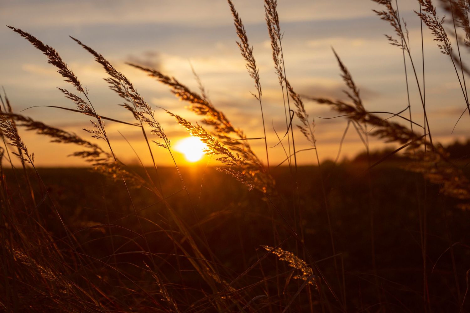 Tall grass silhouetted against a vibrant orange sunset sky with sun peeking through on the horizon.