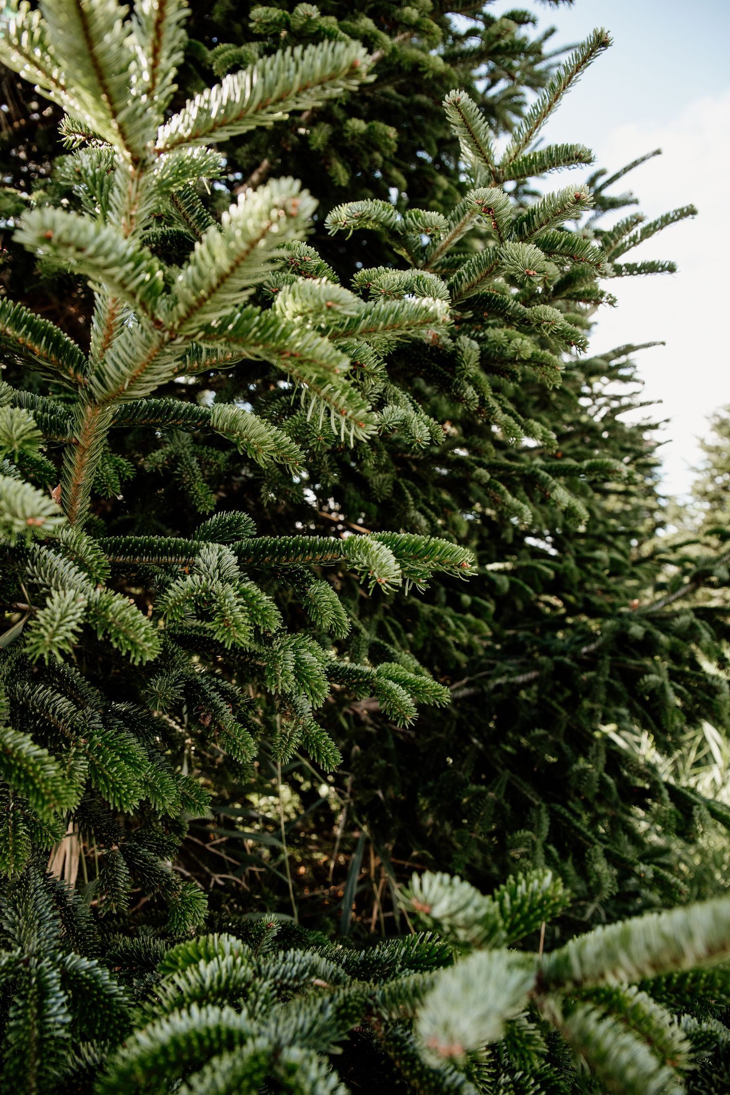 Close-up of lush green fir tree branches at a Christmas tree farm with soft sky in the background.