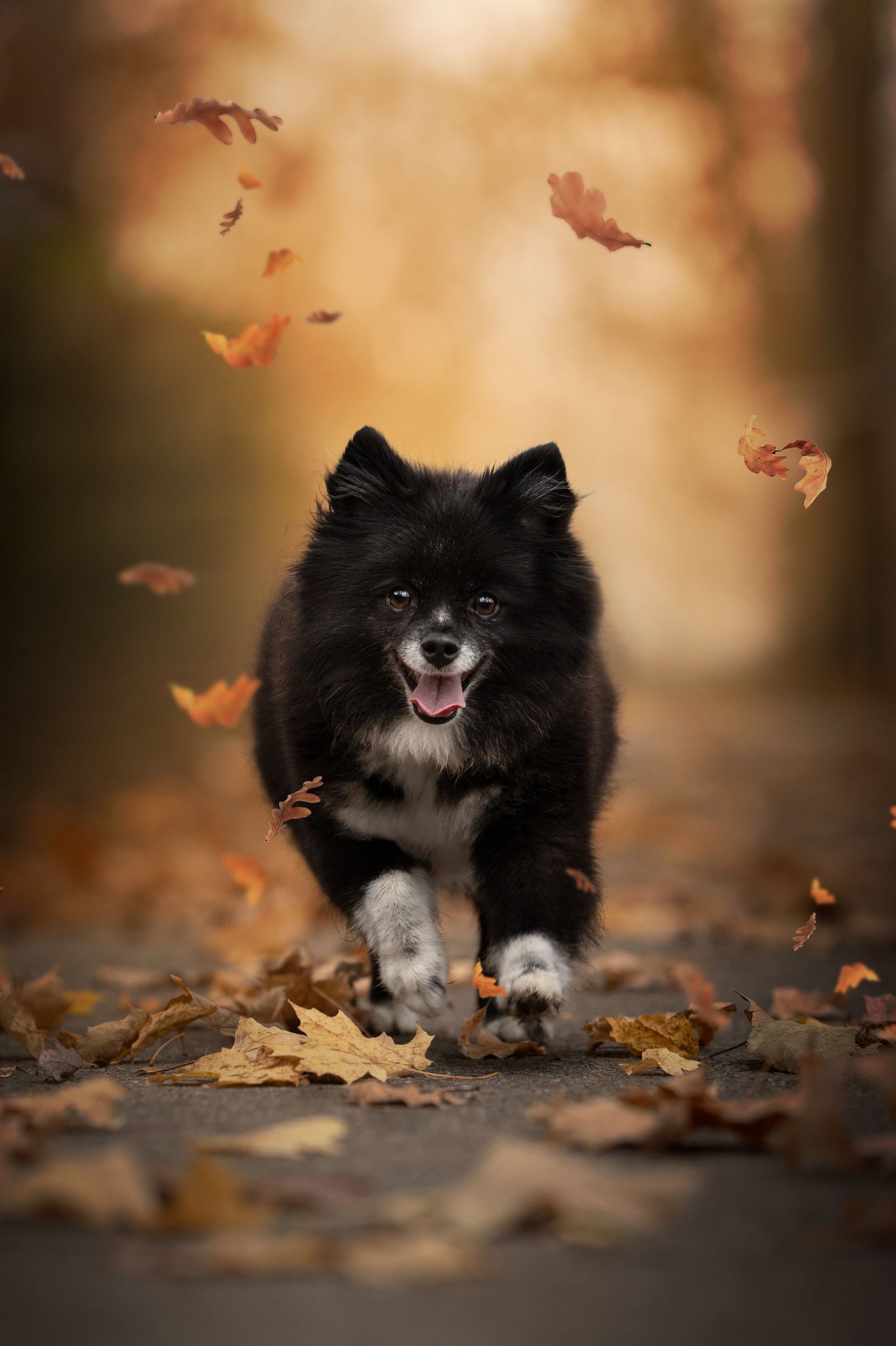 A happy black Pomeranian dog plays in fallen autumn leaves with a blurred bokeh background.