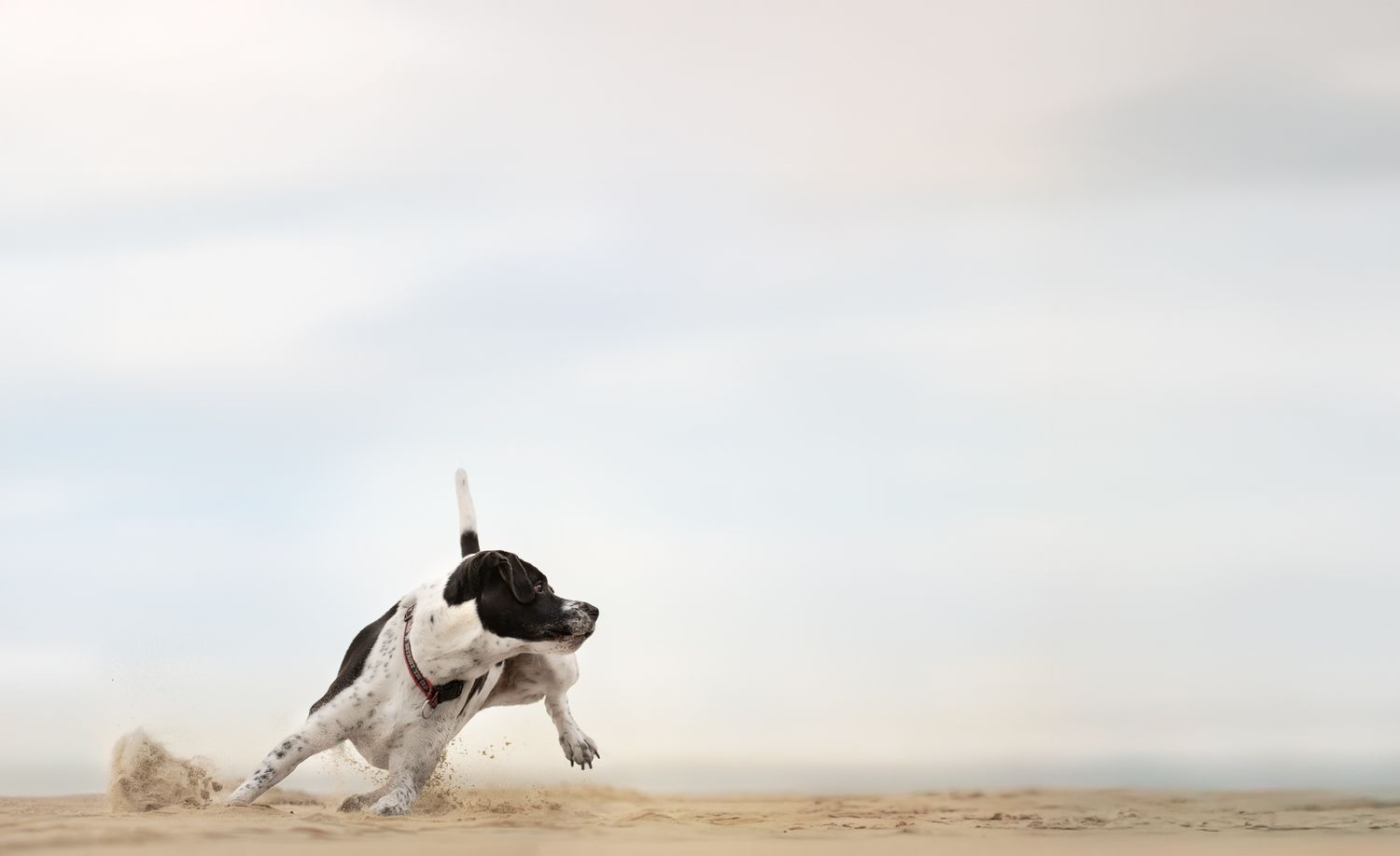 A black and white dog leaps gracefully through the air against a hazy desert landscape background.
