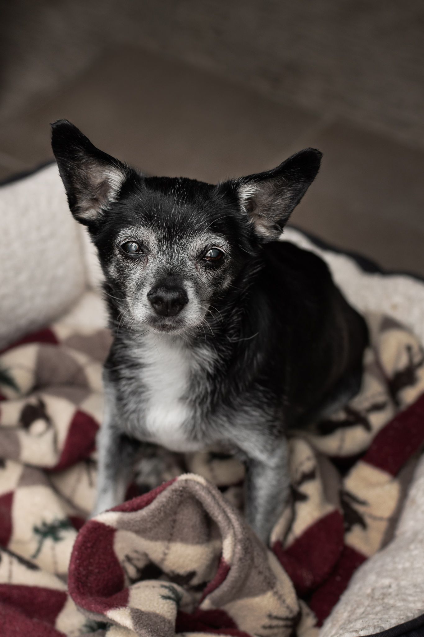 Series of portrait shots showing an alert black Chihuahua against a textured background.