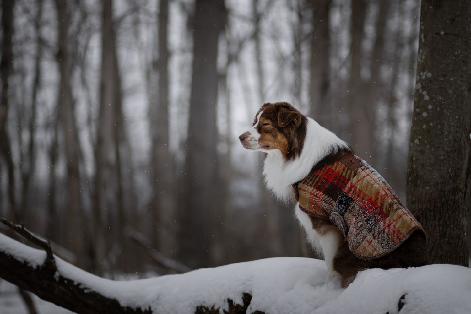 Australian shepherd wearing plaid sweater sitting on snowy log in misty forest.