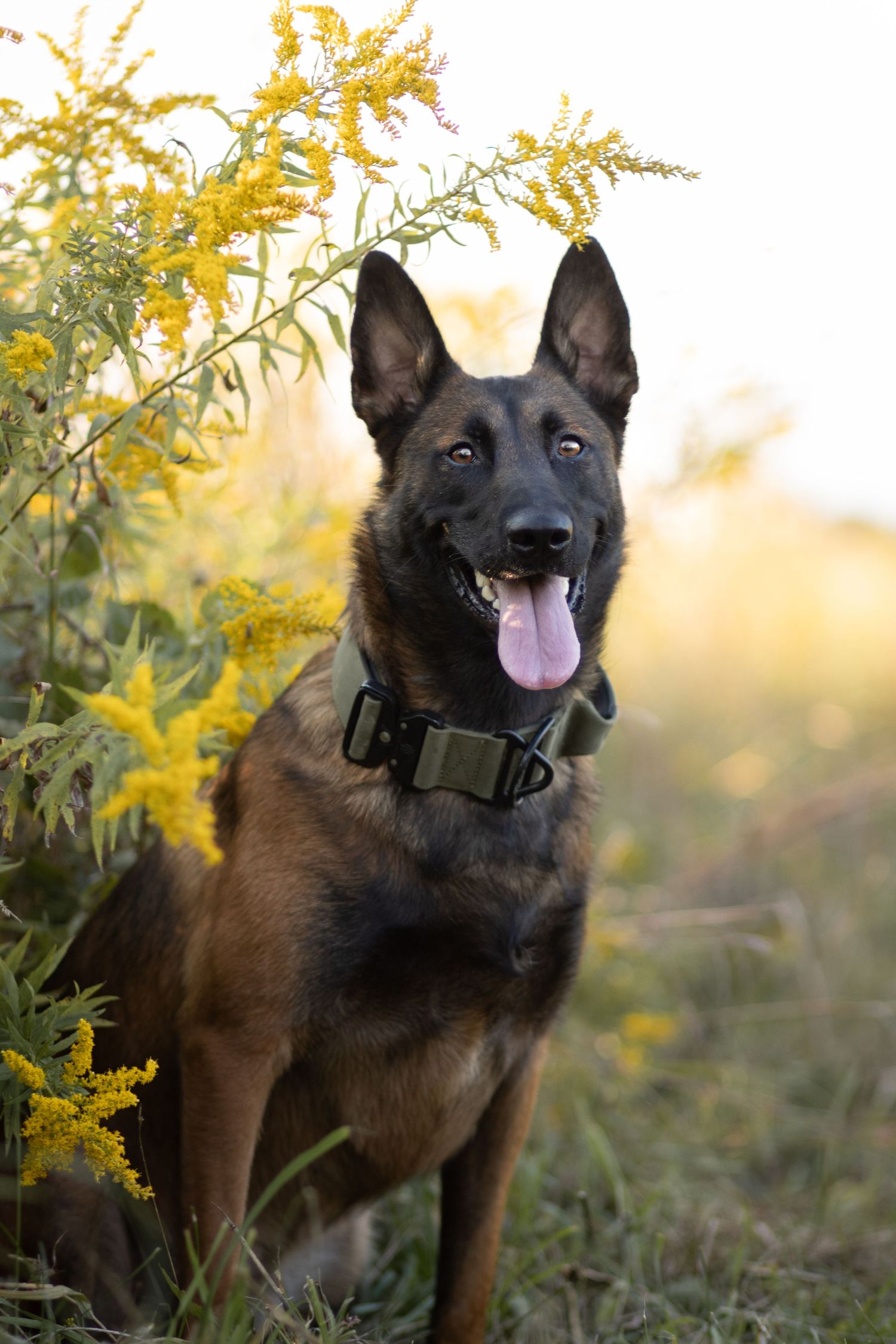 Belgian Malinois dog standing alert near yellow wildflowers in a natural outdoor setting.