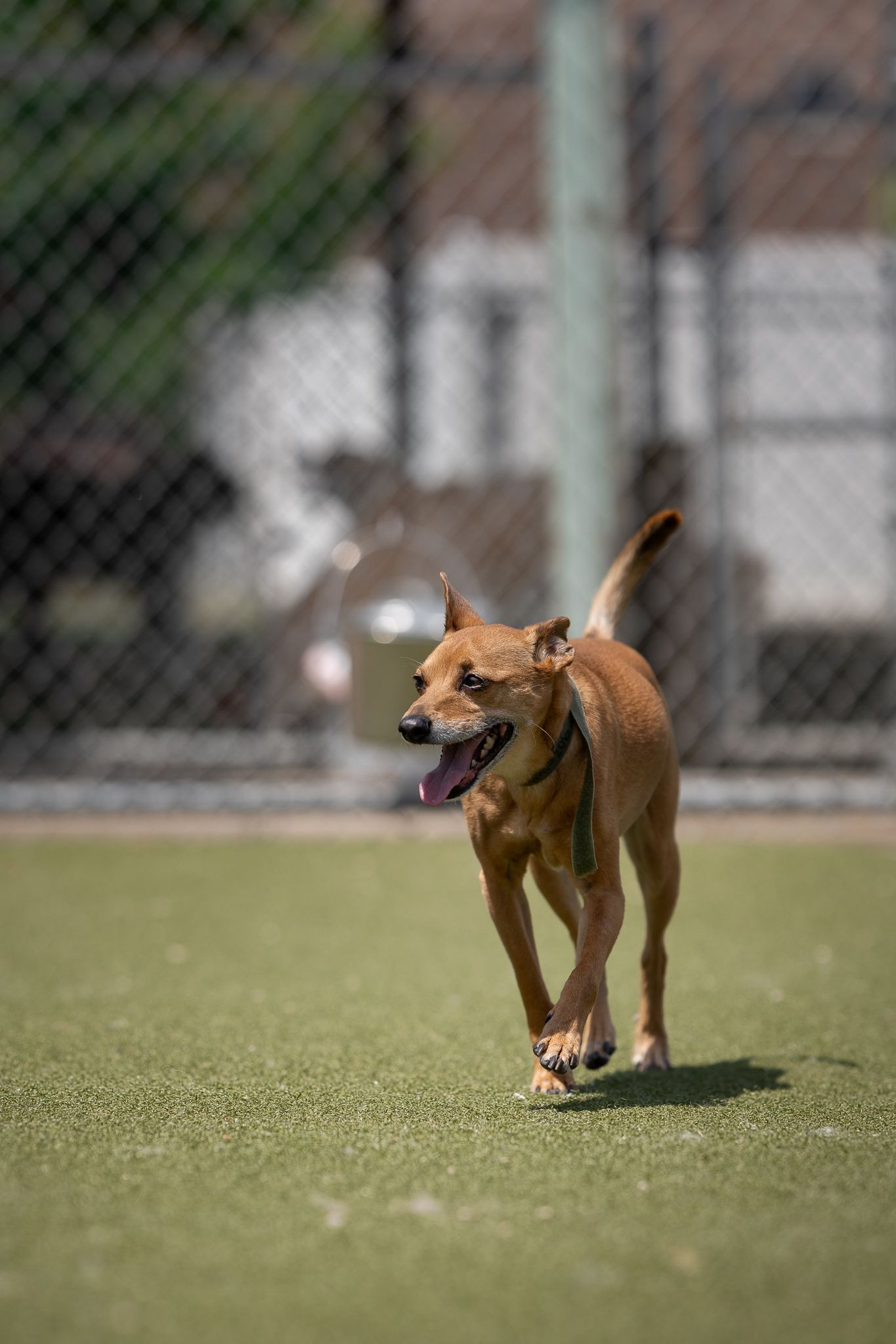 A brown dog runs energetically across a green turf field with its mouth open and tail raised.