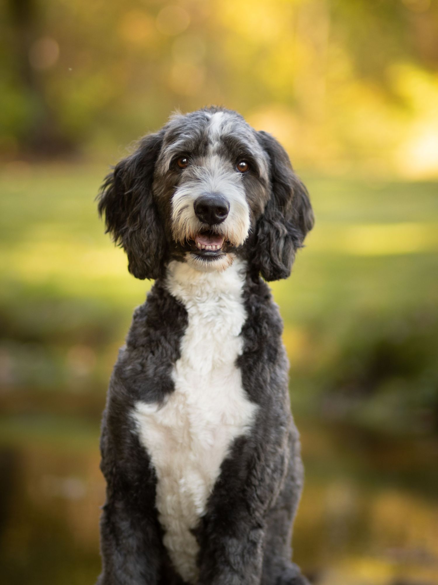 Black and white doodle mix dog sitting upright outdoors with autumn colors in background.
