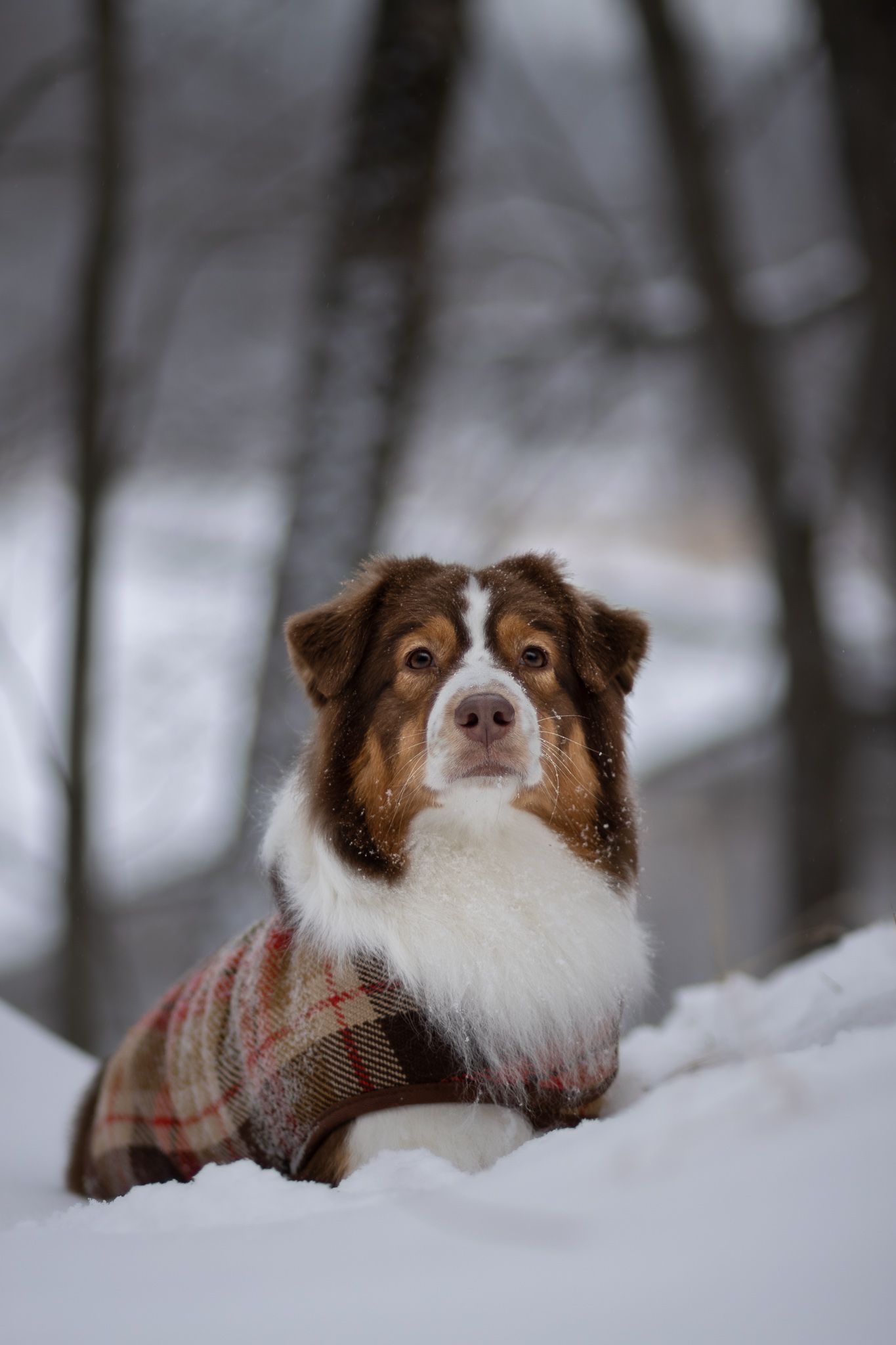 Australian shepherd wearing plaid coat lying in snow with forest backdrop.