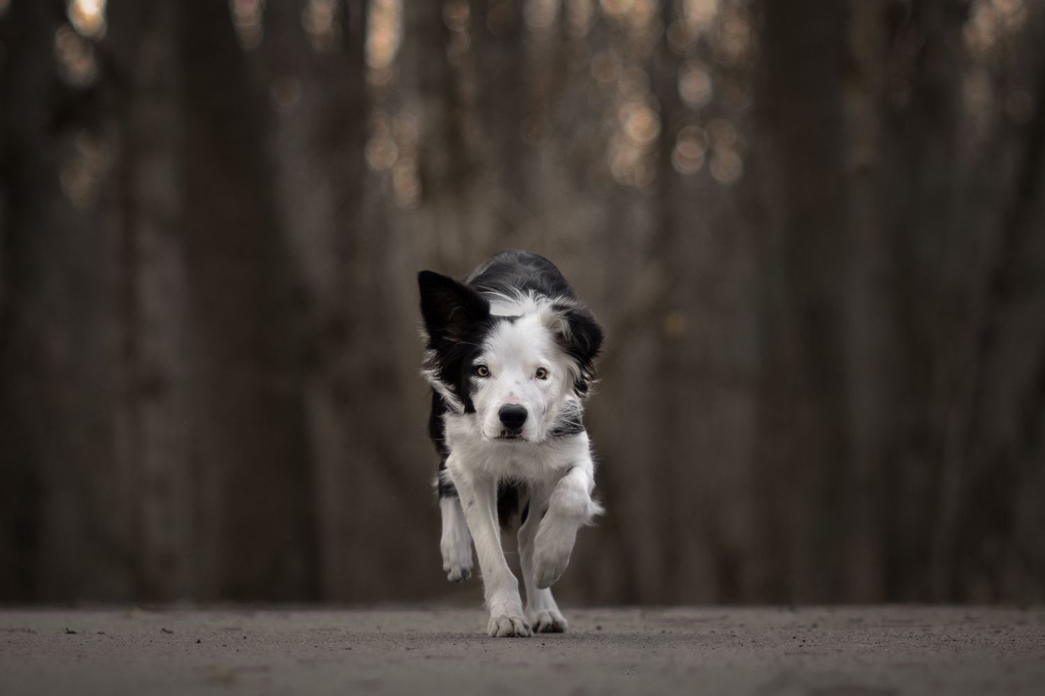 Border collie dog walking on a path with blurred forest background.