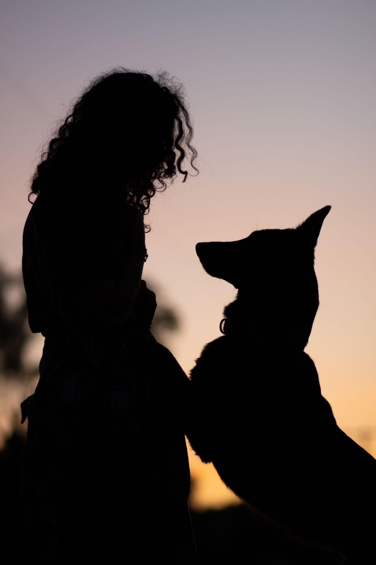 Silhouette of person and dog against sunset sky creating intimate portrait.