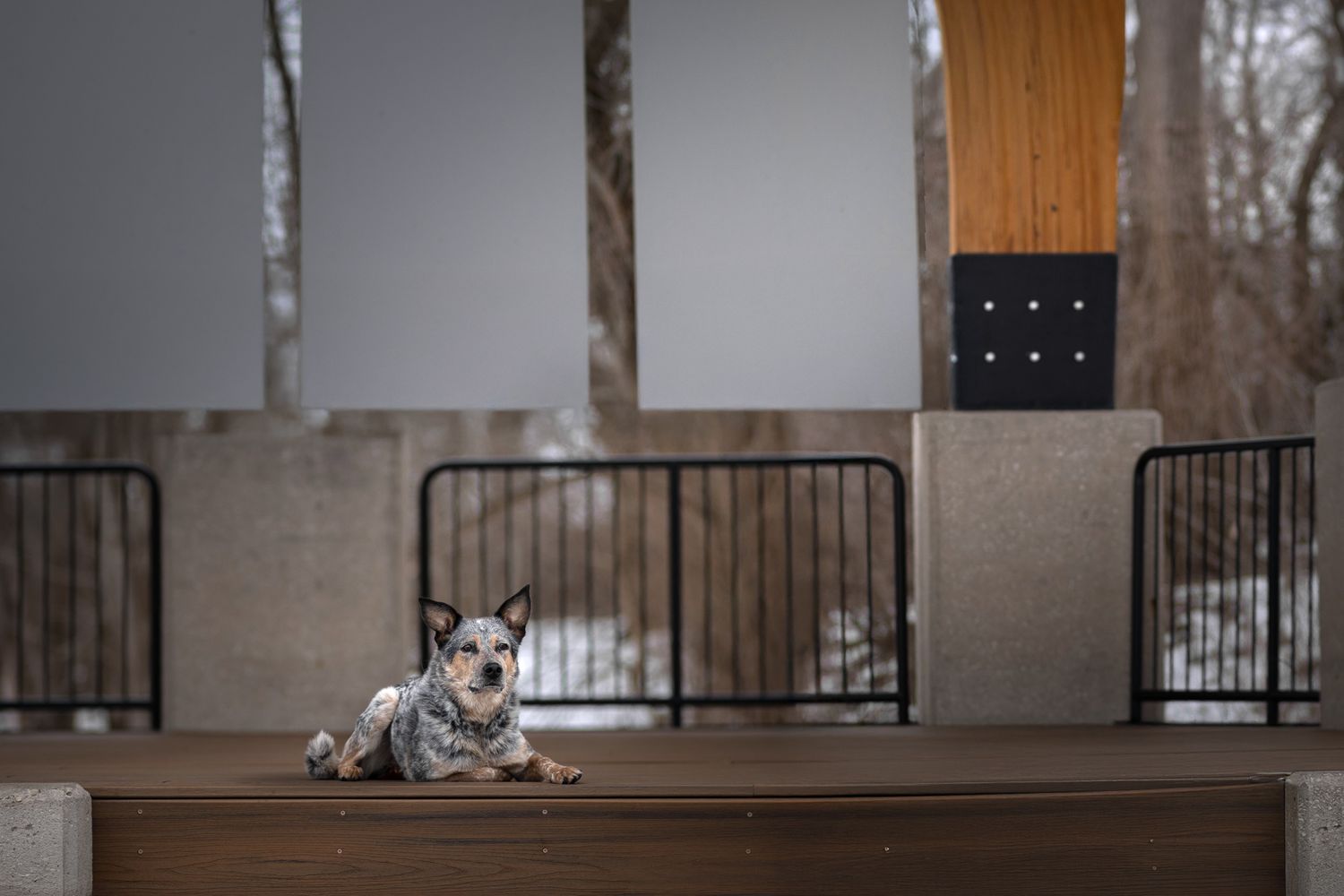 Spotted dog resting on a concrete platform with metal railings in an urban setting.