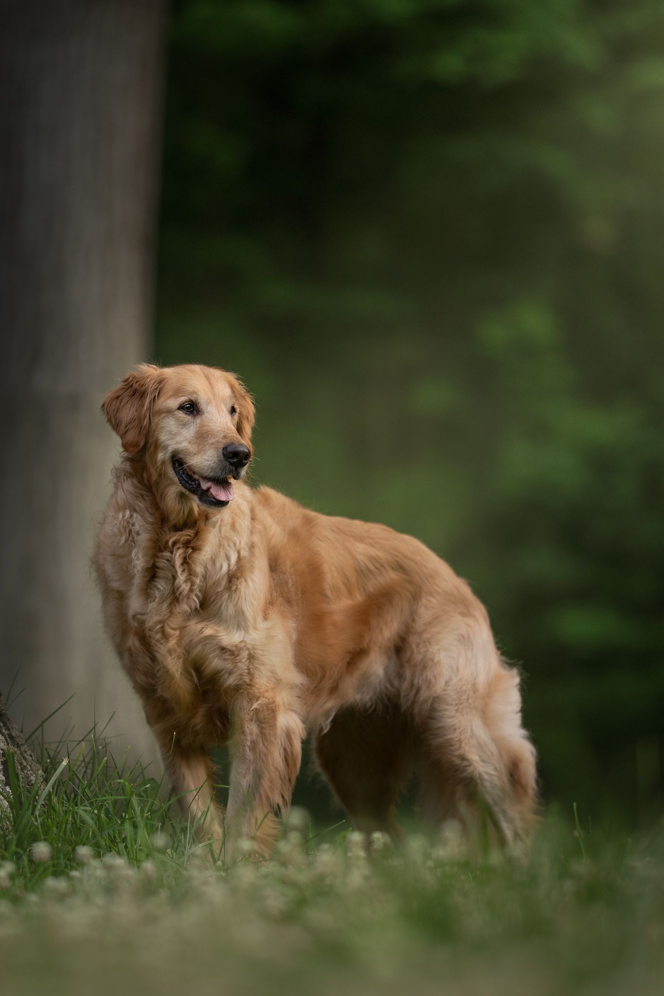 A golden retriever dog stands alert in a grassy outdoor setting with trees in the background.