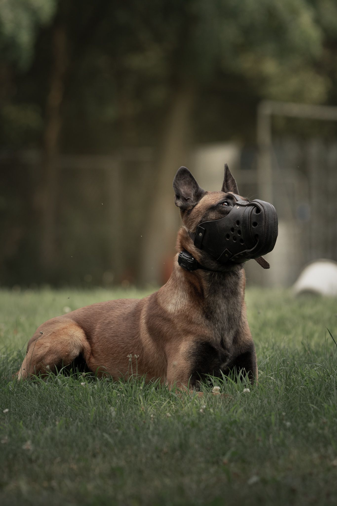 A brown dog lying in green grass rolls over playfully in a sequence of motion shots.
