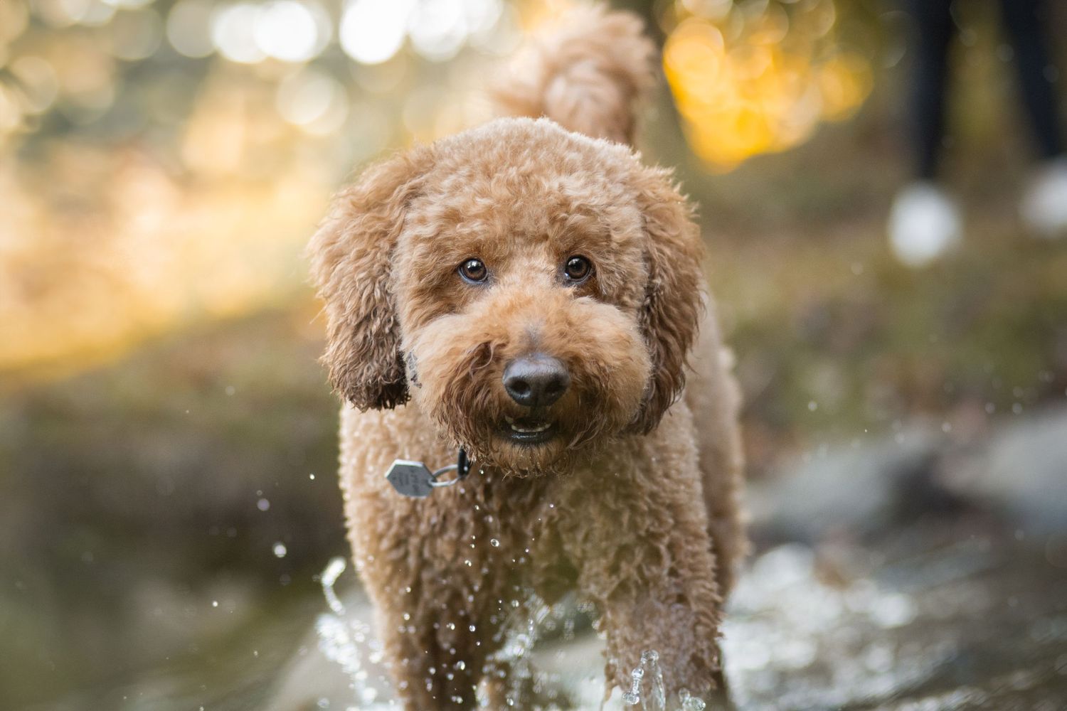 Poodle mix with curly brown fur splashing through water outdoors.