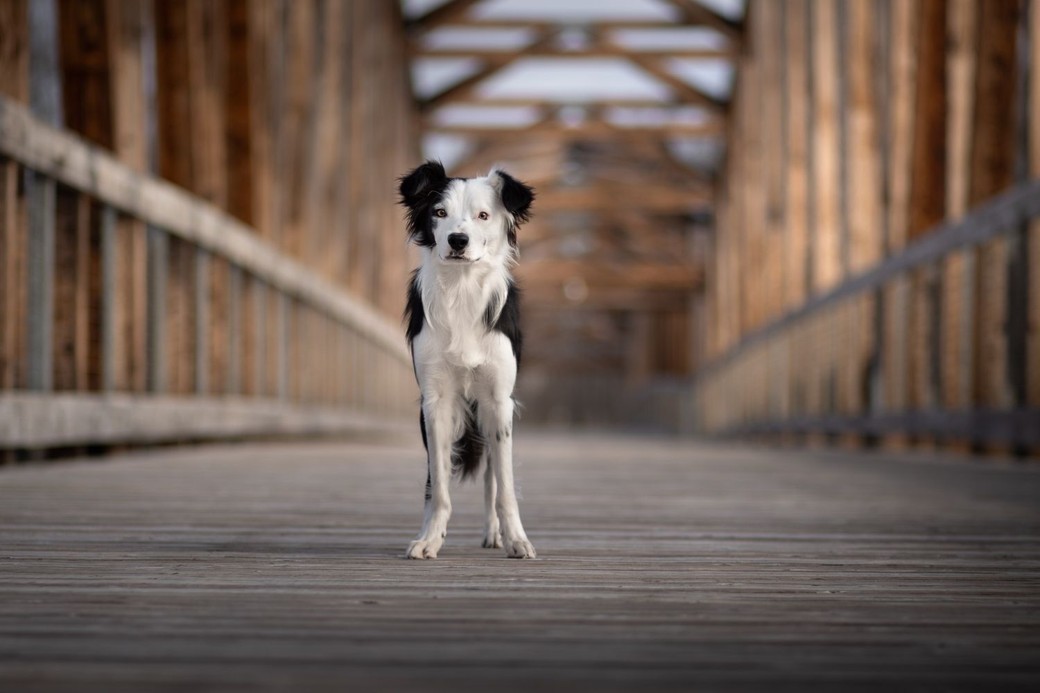 A black and white Border Collie dog stands confidently on a wooden bridge walkway.