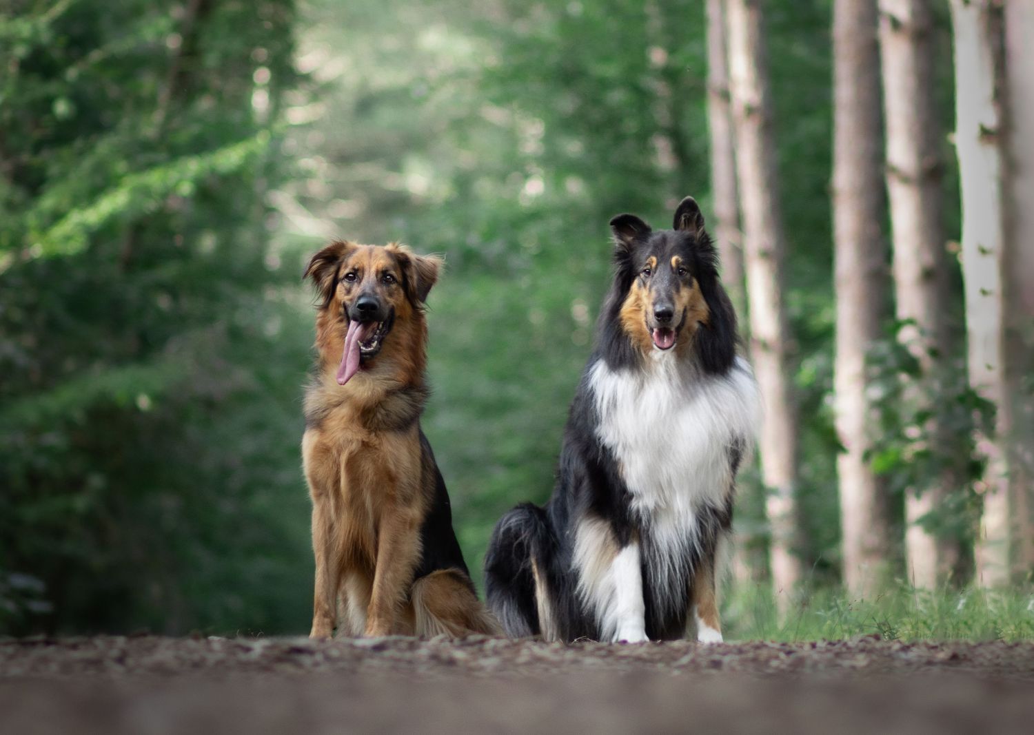 Mixed breed dog and Rough Collie sitting together on forest path surrounded by trees.