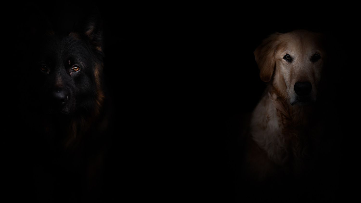 Dark artistic portrait showing silhouettes against a black background.