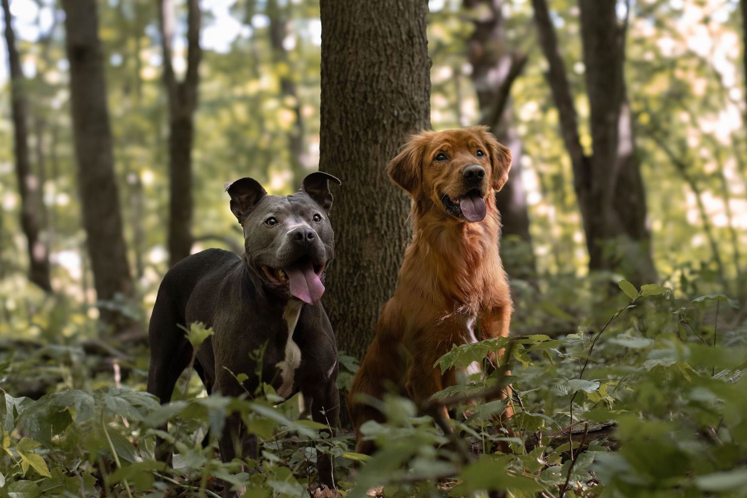 Two playful dogs, one brown and one dark, in a forested area.