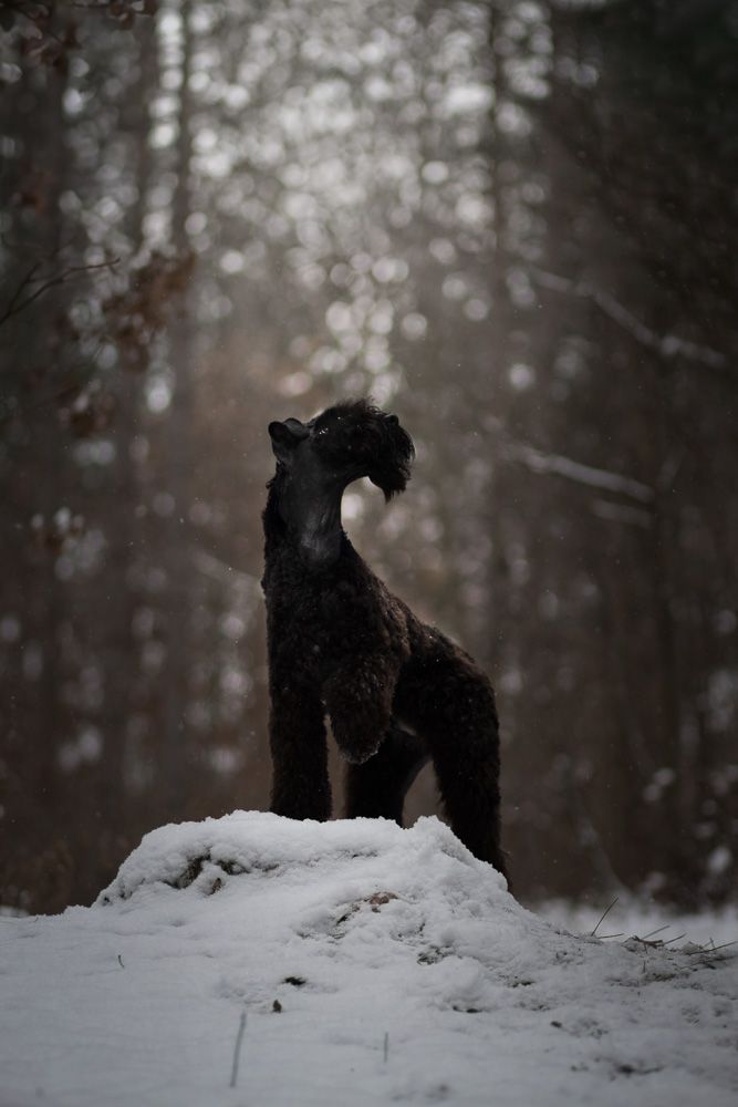 A Kerry Blue Terrier stands majestically on a snowy hill in a moody winter forest setting.
