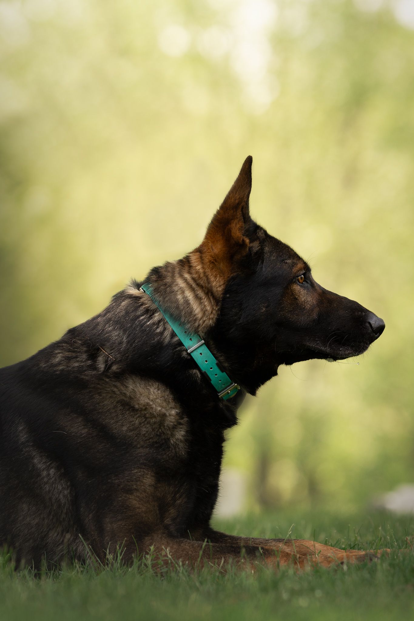 A dark brown German Shepherd dog wearing a turquoise collar rests in profile against a blurred green background.