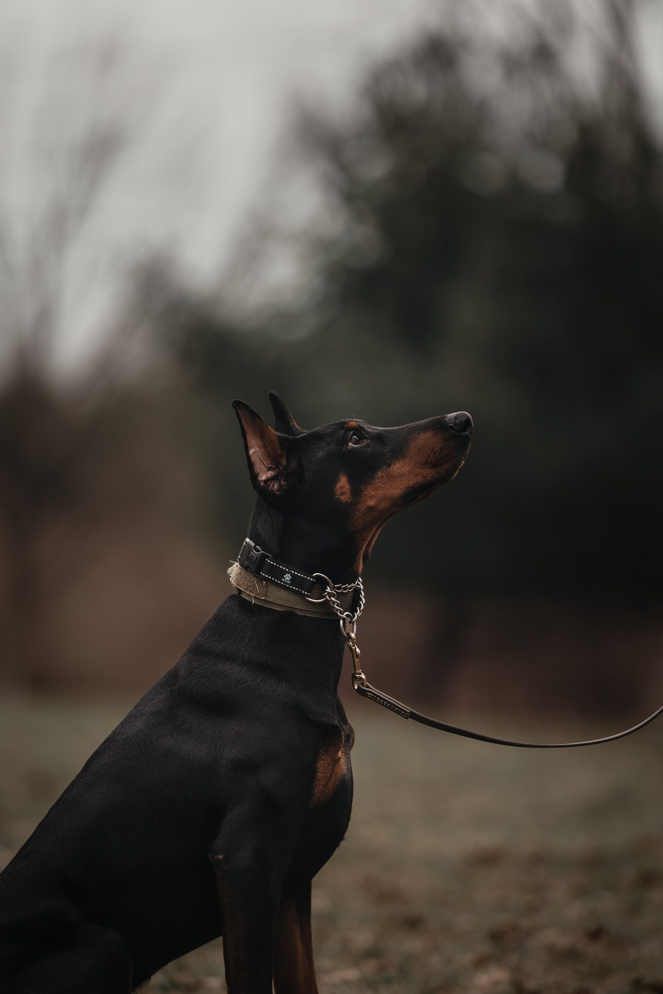 A close-up series of a black and tan Doberman dog looking upward while wearing a leather collar and leash.