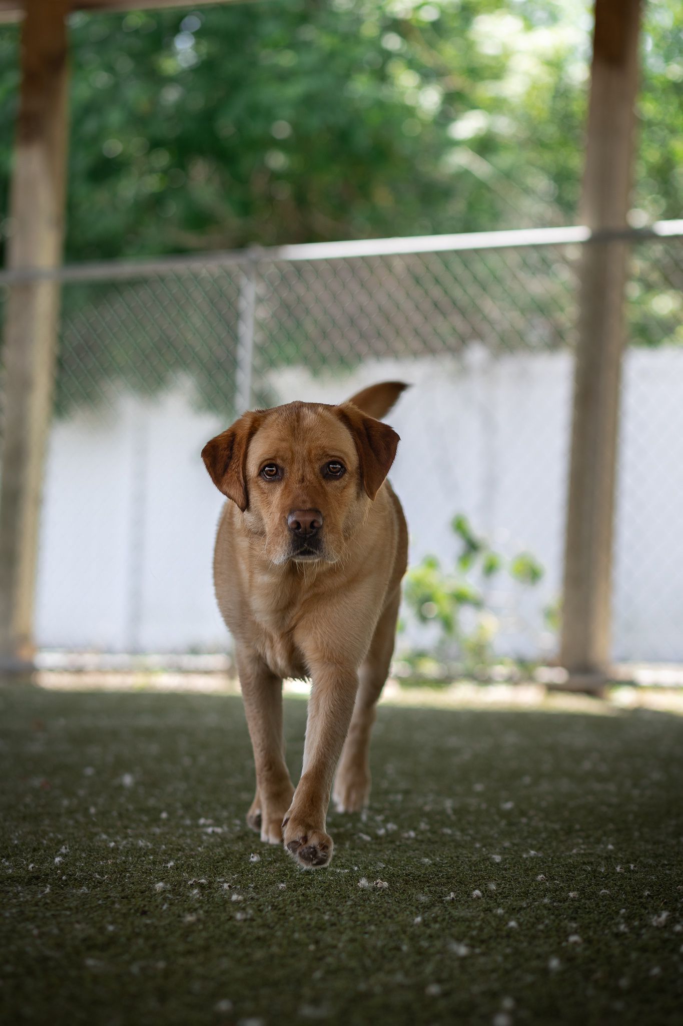 A golden brown Labrador dog walking confidently toward the camera in an outdoor fenced kennel area.