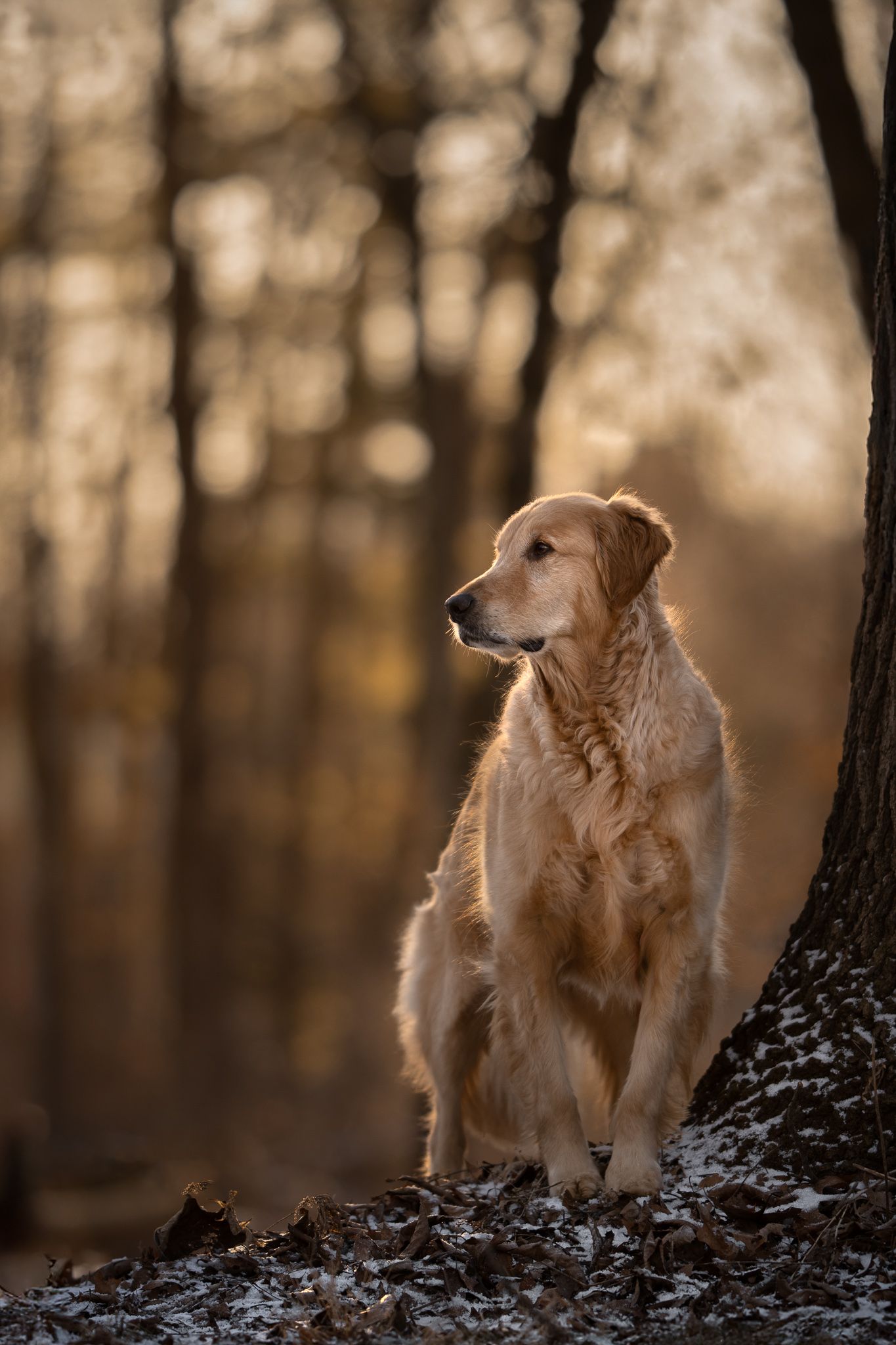 Golden retriever dog standing majestically on forest hill during golden hour sunrise.