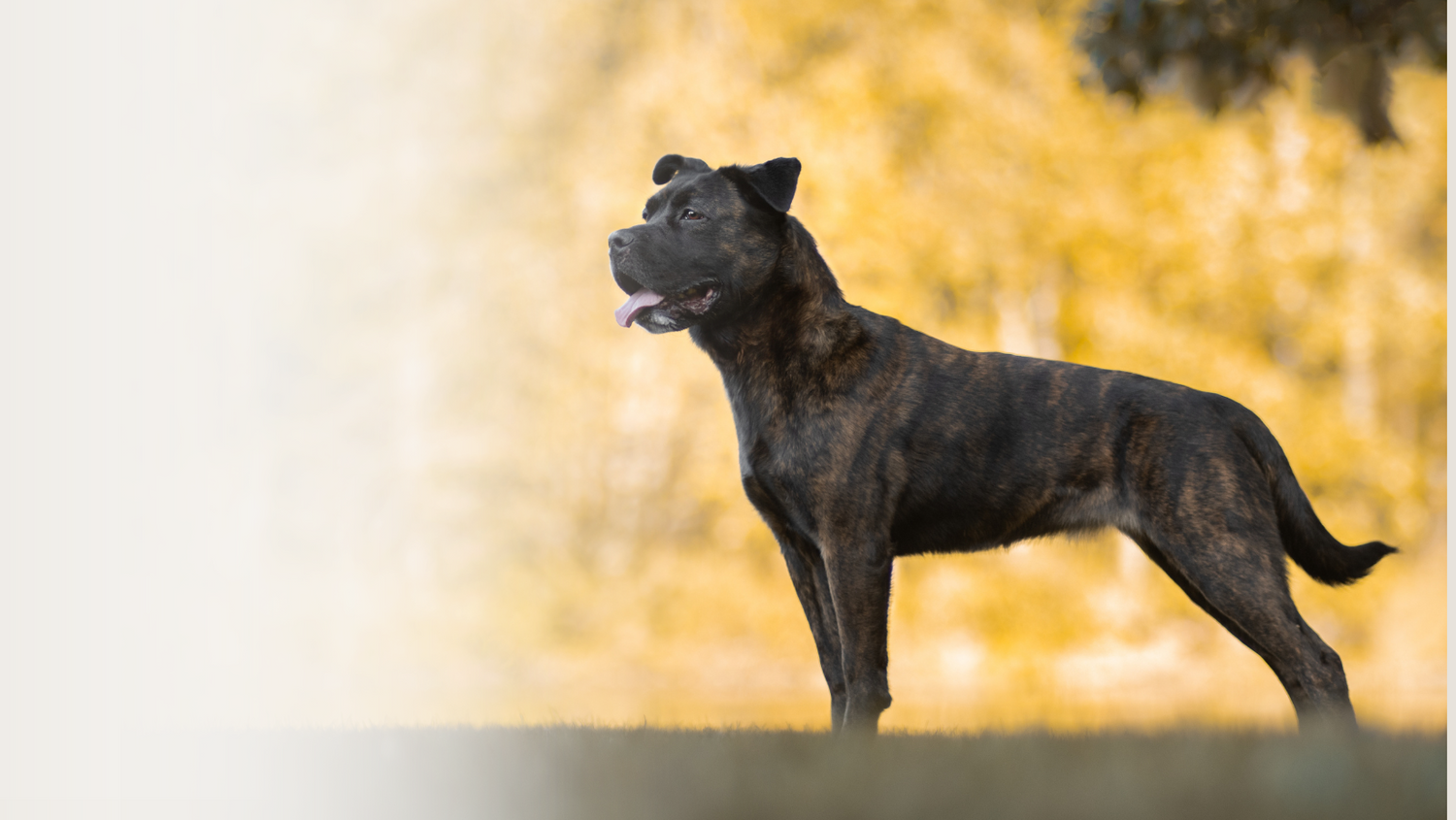 Brindle dog with muscular build standing proudly against blurred golden background.