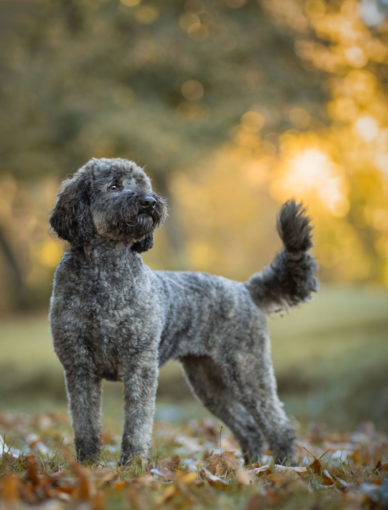 A grey poodle mix stands alert in fallen autumn leaves with golden bokeh background.