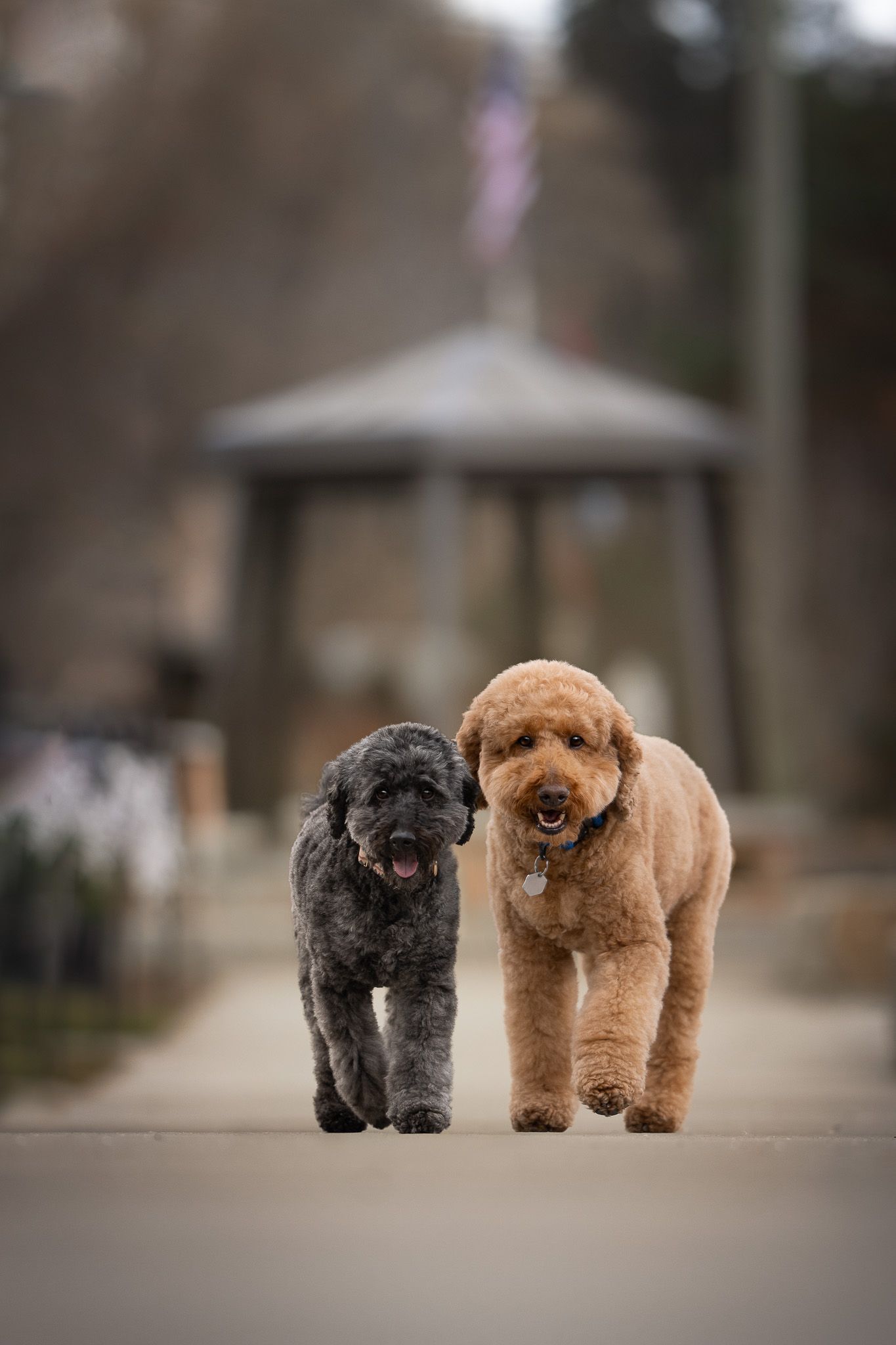 Two adorable poodle puppies, one black and one brown, walking together from behind on a blurred path.