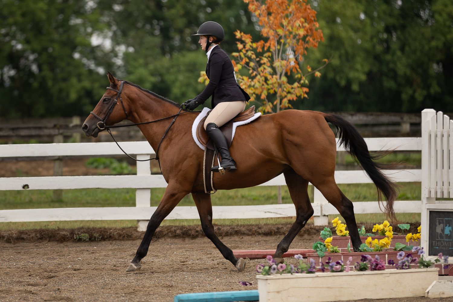 A rider in black jacket and helmet canters a chestnut horse in an outdoor equestrian arena with colorful flowers.