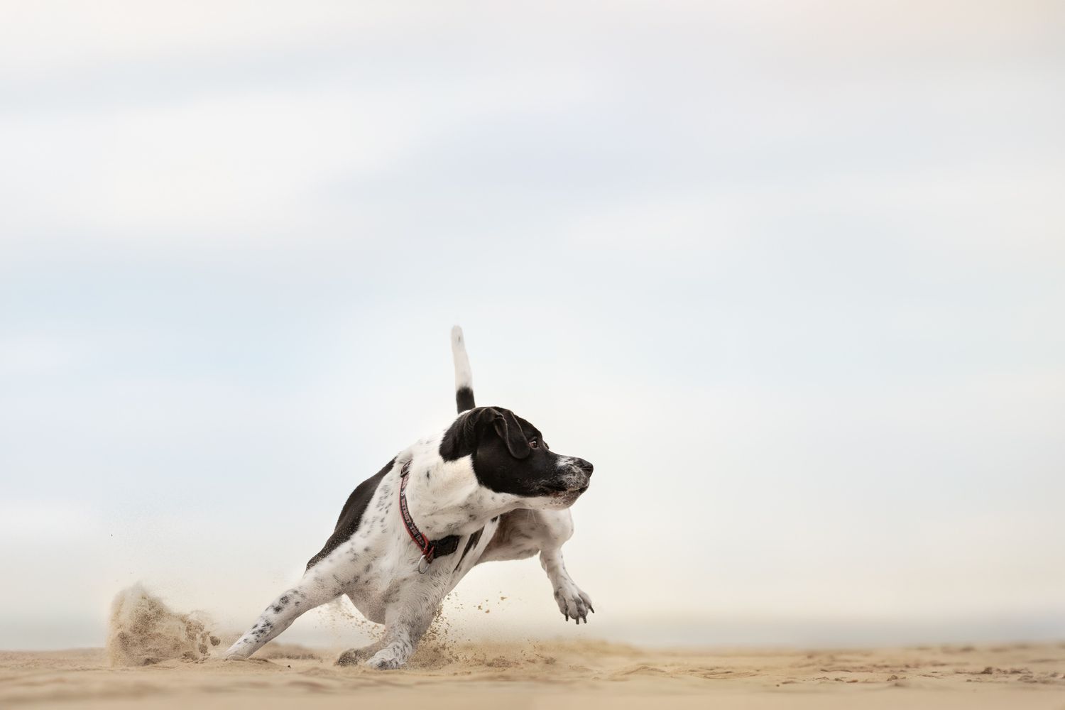 Black and white spotted dogs exploring a foggy beach shoreline.
